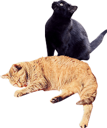 猫